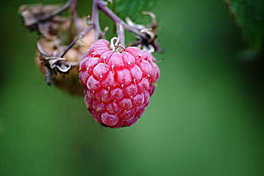 特写,凸出,成熟,红色树莓,悬挂,树莓灌木丛