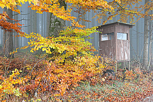 下面,彩色,秋叶,山毛榉,巴伐利亚,德国,欧洲