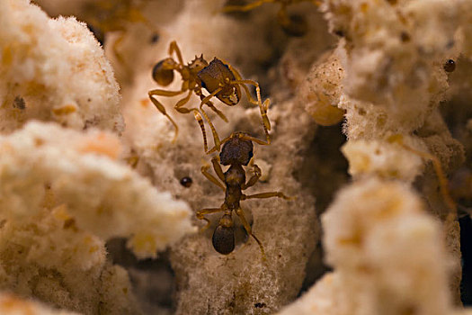 蚂蚁,女性,菌类,花园,德克萨斯