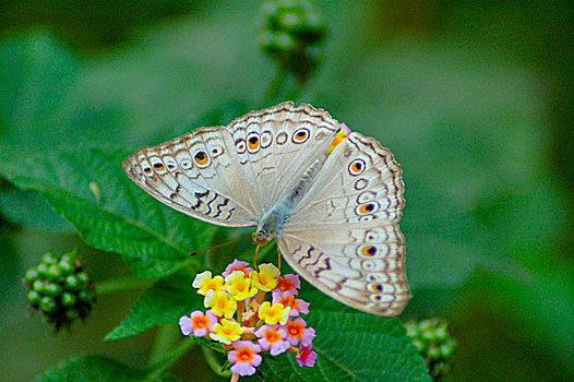 蝴蝶,野花,达卡,孟加拉,十一月,2006年
