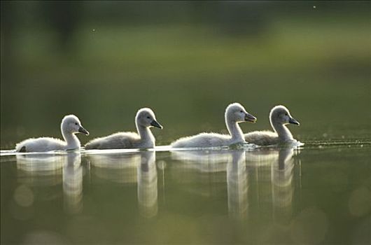 疣鼻天鹅,天鹅,四个,小天鹅,游泳,水塘,德国
