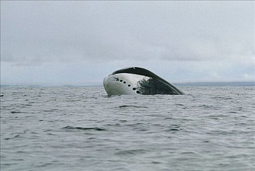 弓头鲸,平面,巴芬岛,加拿大