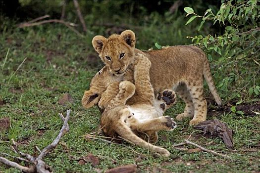 肯尼亚,纳罗克地区,马赛马拉,两个,幼狮,玩,马赛马拉国家保护区