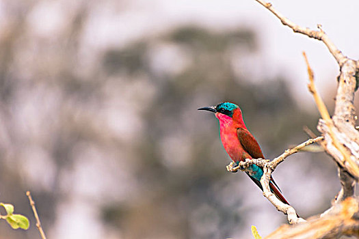 博茨瓦纳,奥卡万戈三角洲,南方,深红色,食蜂鸟