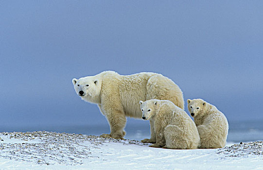极地,熊,母兽,站立,两个,幼兽,坐