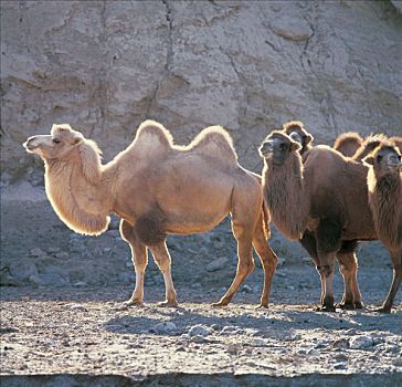 骆驼是丝绸之路上的主要交通工具