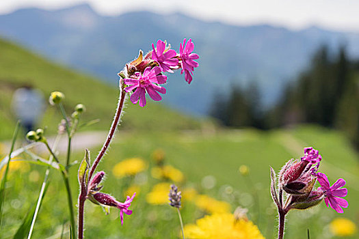 野花,巴伐利亚,阿尔卑斯山