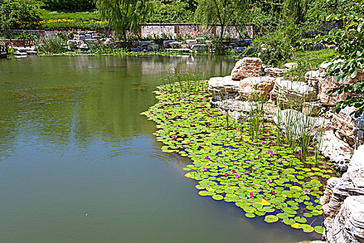 中国古典园林湖泊中的荷花