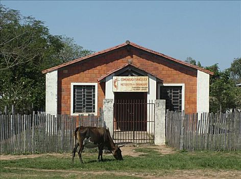 母牛,草,正面,小,教堂,郊区,亚松森,巴拉圭