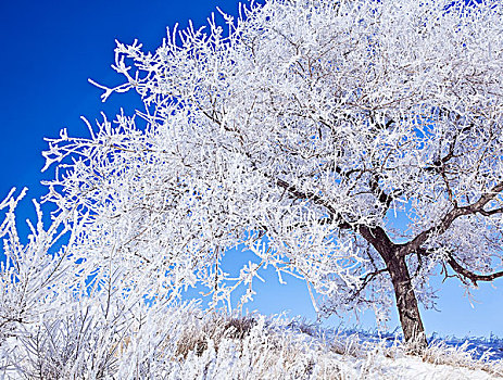 白霜,遮盖,树,清晰,蓝天,曼尼托巴,加拿大