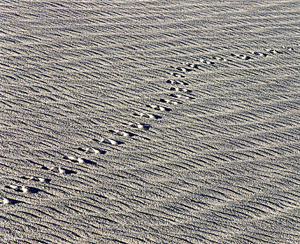 俯拍,沙滩,脚印,死亡谷国家公园,加利福尼亚,美国