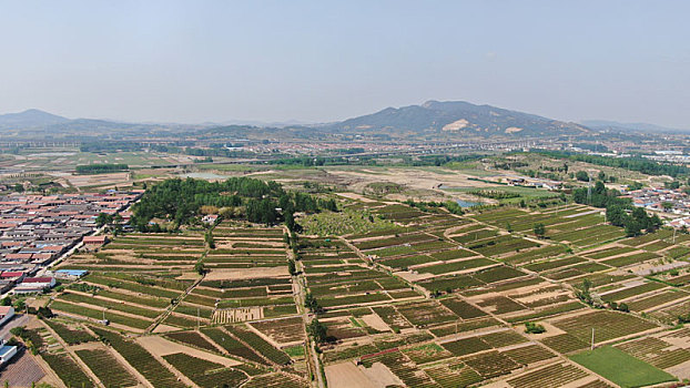 山东省日照市,航拍北方绿茶之乡,满目青翠茶飘香