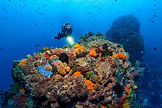 潜水,珊瑚,生物群,鱼,毛头星,软珊瑚,海绵,大堡礁,昆士兰,累石堆,太平洋,澳大利亚,大洋洲