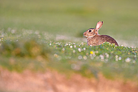 幼兽,欧洲兔,兔豚鼠属,坐,草地,斯凯岛,苏格兰