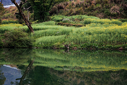 平静的小河倒映着油菜花,2015年3月31日,摄于江西婺源