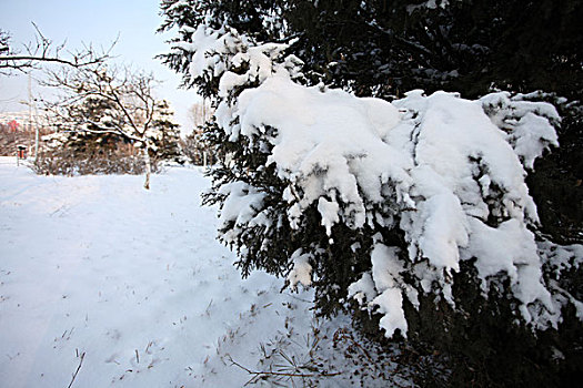 大雪,洁白,干净,寒冷,白色,覆盖,扫雪,便道,雪景,行走