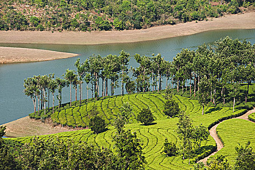 树,河边,茶,作物,土地,喀拉拉,印度