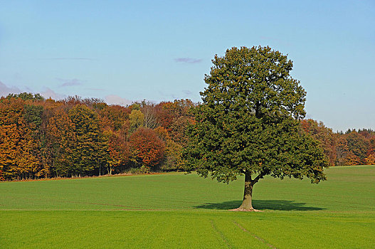 橡树,栎属,吕内堡,下萨克森,德国,欧洲
