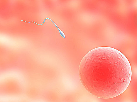 卵,細胞,精子