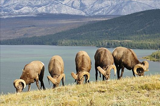 绵羊,进食,靠近,湖,碧玉国家公园,艾伯塔省,加拿大