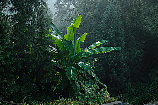 清晨芭蕉山林