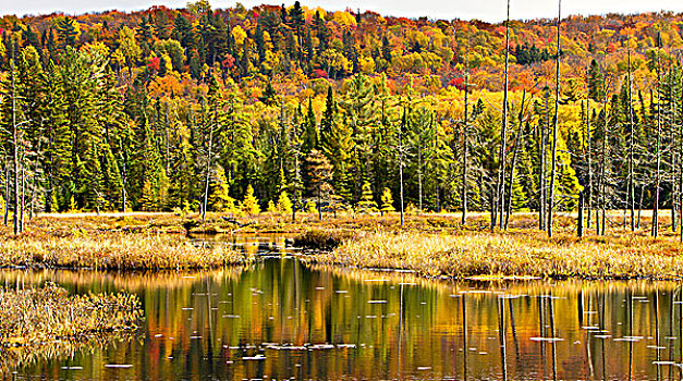 秋天,反射,黄色,橙色,红叶,阿尔冈金省立公园,安大略省,加拿大