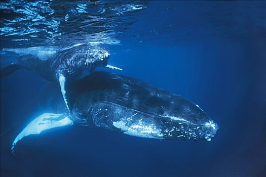 驼背鲸,大翅鲸属,鲸鱼,水下,多米尼加共和国