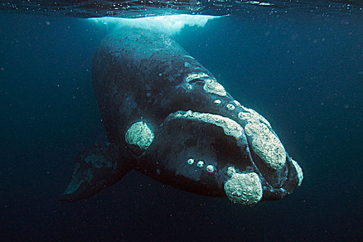 南露脊鲸,潜水,瓦尔德斯半岛,阿根廷