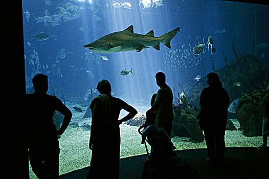鲨鱼,游人,访客,海水,鱼缸,水族箱,里斯本,葡萄牙
