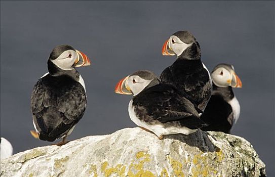 大西洋角嘴海雀,北极,四个,岩石上,欧洲