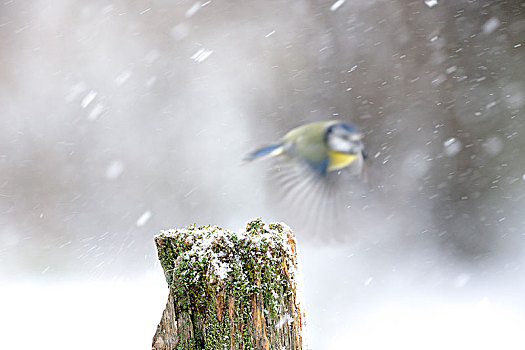 蓝冠山雀,下雪,瑞典