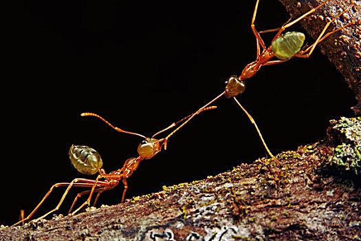 绿色,树,蚂蚁,一对,两个,不同,生物群,争斗,上方,领土,昆士兰,澳大利亚