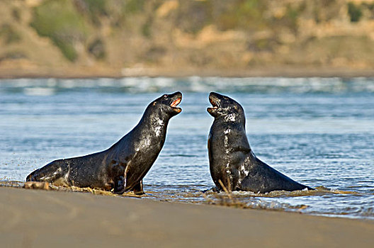 海狮,两个,争斗,海滩,卡特林斯,南岛,新西兰