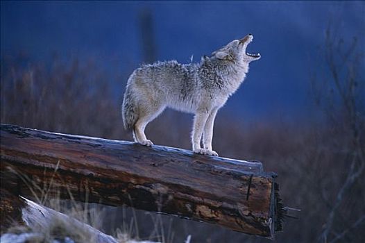 丛林狼,站立,原木,阿拉斯加野生动物保护中心,冬天,阿拉斯加