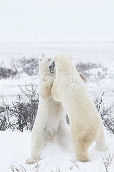 北极熊,争斗