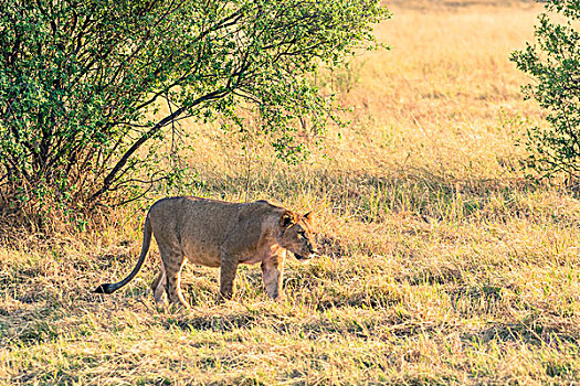 博茨瓦纳,乔贝国家公园,萨维提,母狮,狮子,走