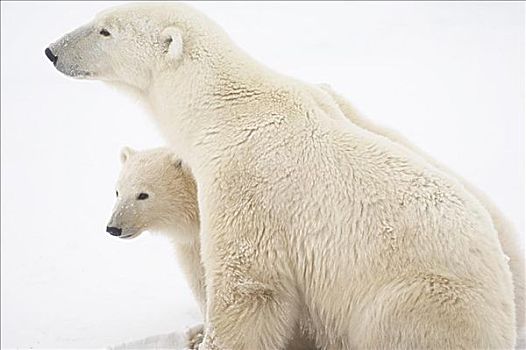 北极熊,母兽,幼兽,丘吉尔市,曼尼托巴,加拿大