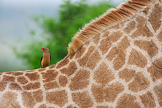红嘴牛椋鸟,长颈鹿,纳塔耳,南非