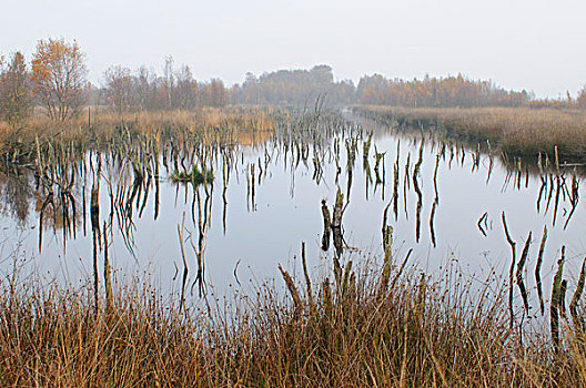 湿地,水塘,荷兰,自然保护区,欧洲