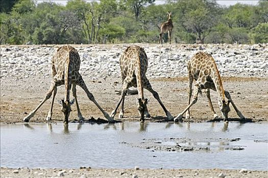 喝,长颈鹿,水坑,埃托沙国家公园,纳米比亚,非洲