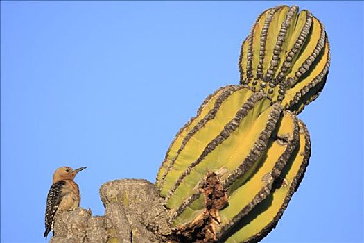 武伦柱,仙人掌,埃尔比斯开诺生物圈保护区,墨西哥