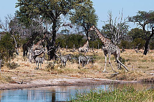 南方长颈鹿,长颈鹿,奥卡万戈三角洲,博茨瓦纳