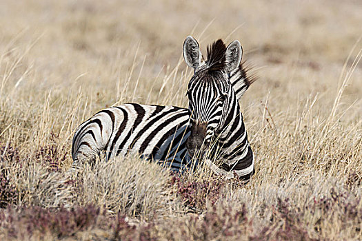 平原斑马,埃托沙国家公园,纳米比亚,非洲