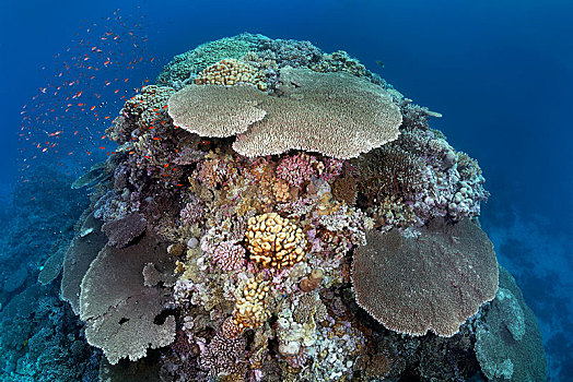 大,珊瑚,桌面珊瑚,石头,红海,埃及,非洲