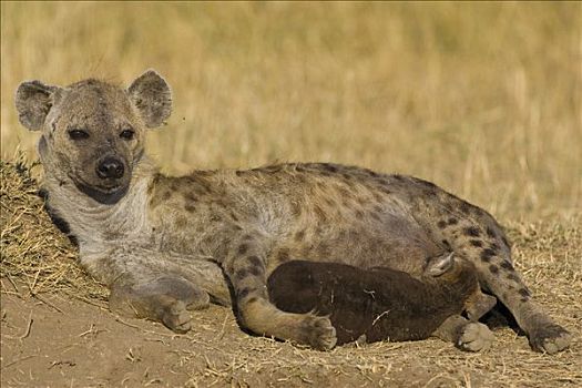 斑鬣狗,星期,老,幼兽,哺乳,马赛马拉国家保护区,肯尼亚