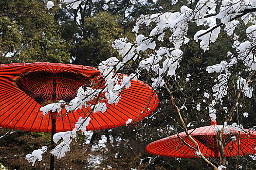 日本,京都,寺庙,金亭,世界遗产,红色,伞
