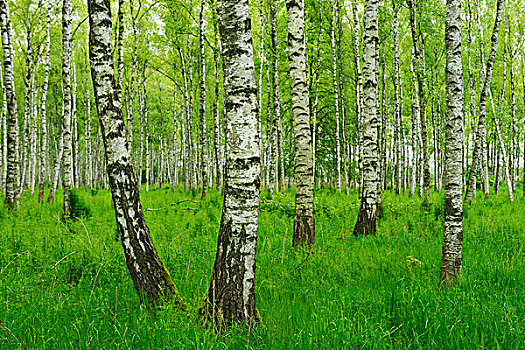 树林,绒毛,桦树,白桦,国家公园,波兰,欧洲