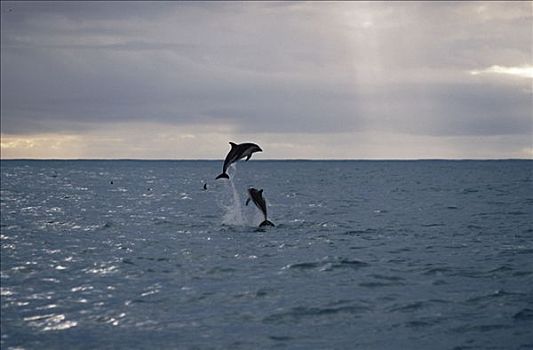 暗黑斑纹海豚,乌色海豚,一对,跳跃,新西兰
