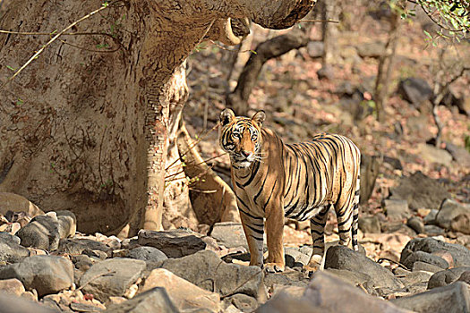 野生,孟加拉虎,虎,拉贾斯坦邦,国家公园,印度,亚洲