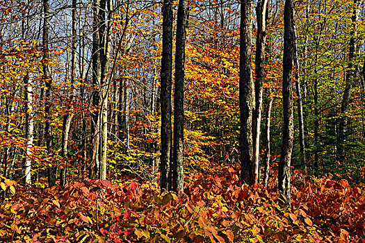 秋天,头部,山,州立公园,佛蒙特州,美国